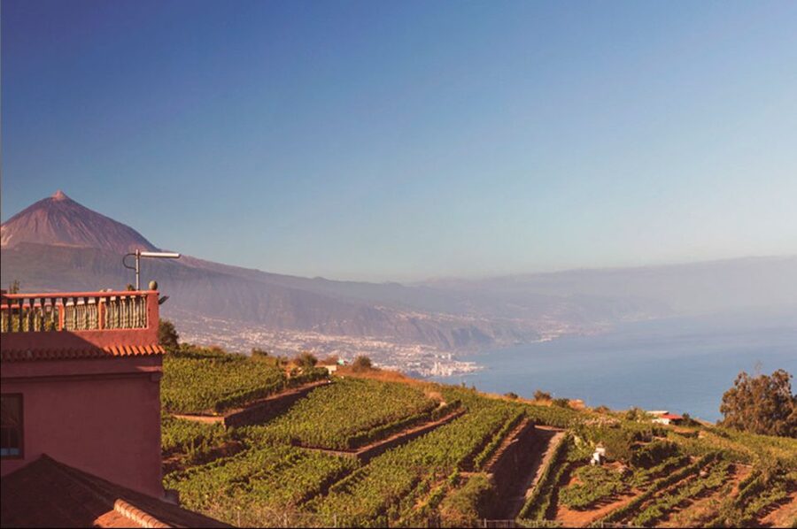 Tenerife: Full-Day Gastronomy and Wine Tour - Vegetarian meals need advance attention