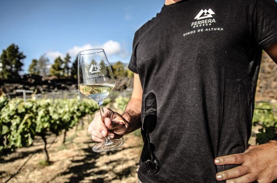 Tenerife: Tour of an Organic Vineyard with Tasting & Snacks - Key points at a glance