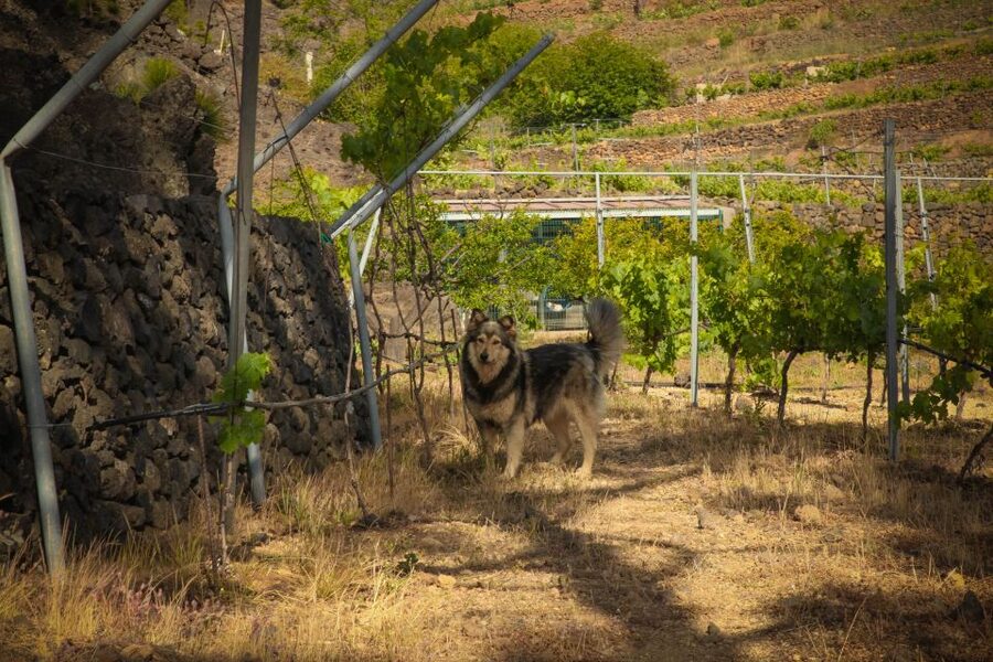 Tenerife: Tour of an Organic Vineyard with Tasting & Snacks - Starting near the Ferrera sign
