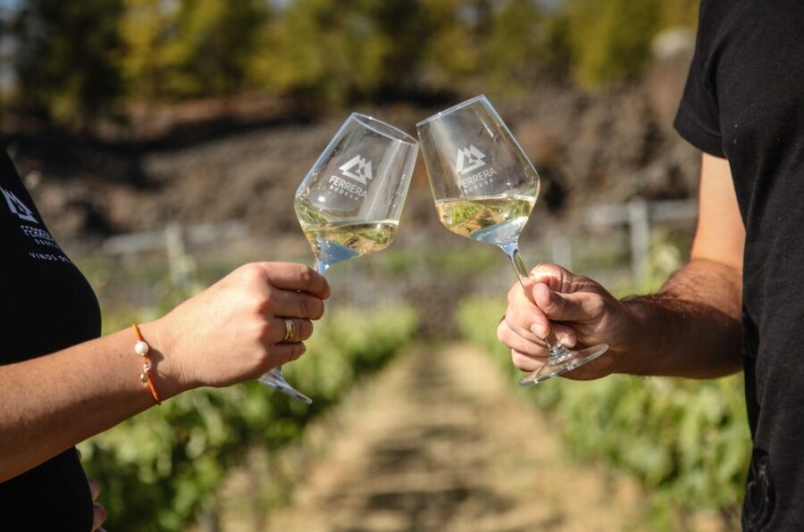 Tenerife: Tour of an Organic Vineyard with Tasting & Snacks - Is $77 a fair price?