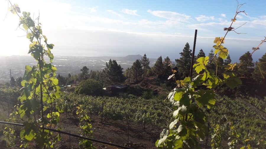 Tenerife: Tour of an Organic Vineyard with Tasting & Snacks - Walking among old vines and volcanic rock