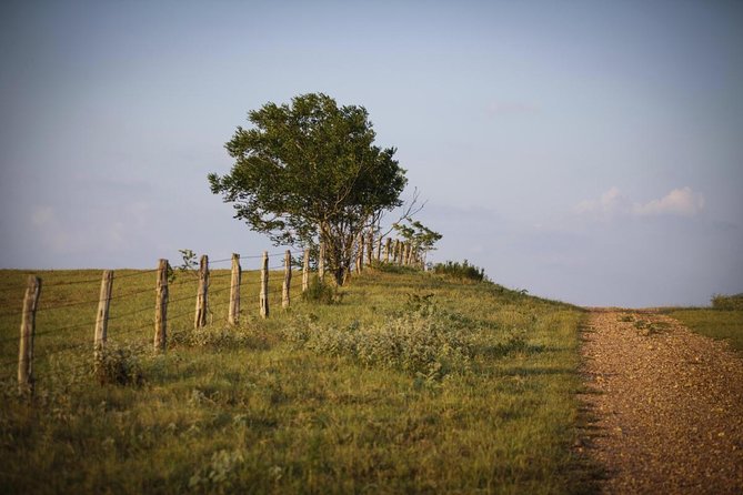 Texas Hill Country Group Wine Tour by Limousine - Key points to know before you book