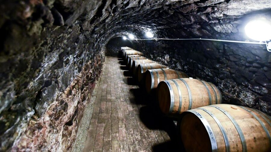 Tokaj: Vineyard Tour & Tasting - Walking the vineyard beside Tokaj