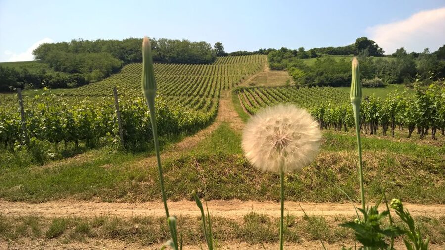 Tokaj: Vineyard Tour & Tasting - Who will get the most from this three-hour outing