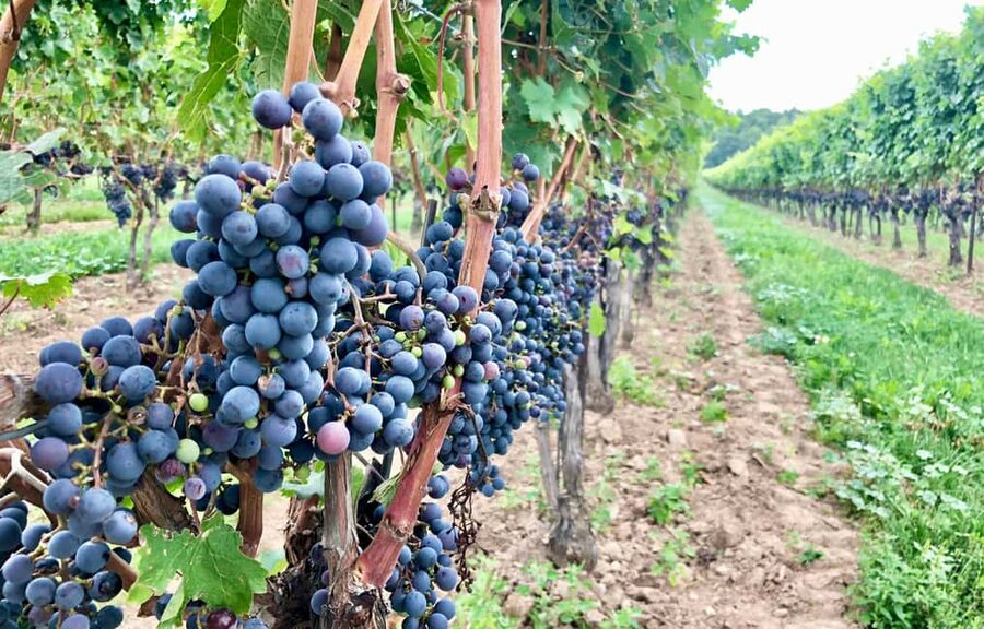 Toronto: Niagara-on-the-Lake, Wine Tasting & Chocolate Tour - Guides, timing, and the feel of the day