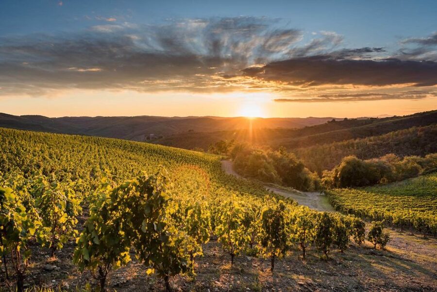 Total Immersion Wine Tour in Chianti - Inside the cellar, from harvest to aging