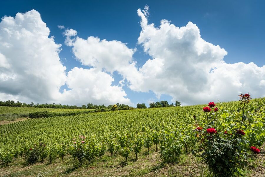 Total Immersion Wine Tour in Chianti - Why the guides make such a difference