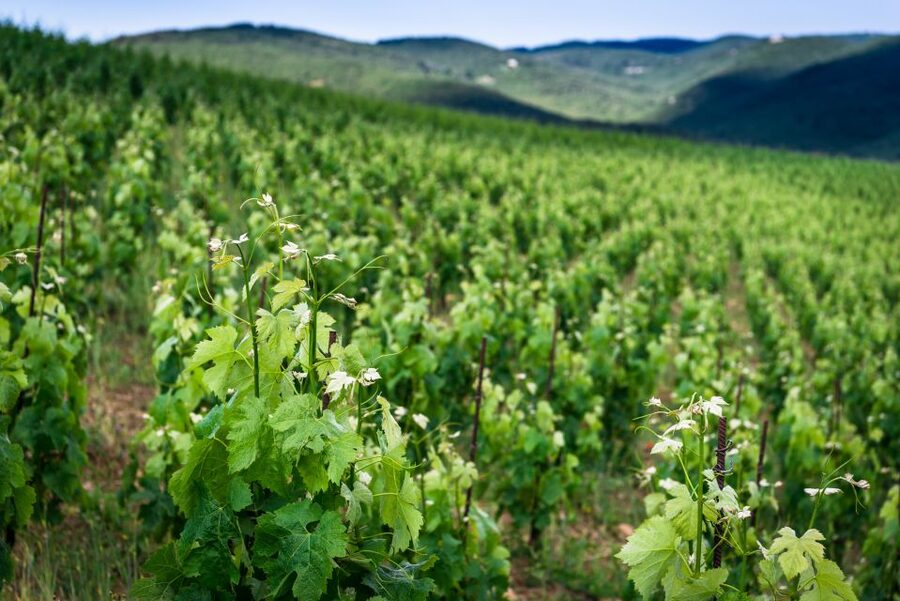 Total Immersion Wine Tour in Chianti - Who should book this Chianti wine tour?