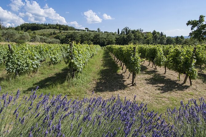 Tour through the vineyards and wine and olive oil tasting in Tuscany - Who will enjoy this Arezzo wine tour?