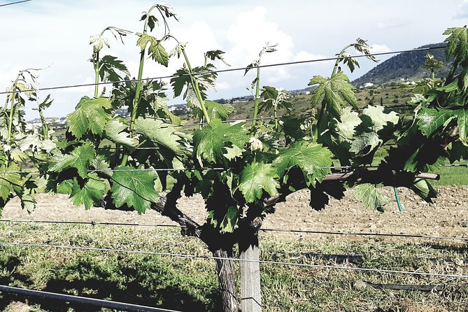 Troodos Mountains Grape Escape: All Inclusive Food & Wine Tour - Door-to-door pickup from Ayia Napa and Protaras