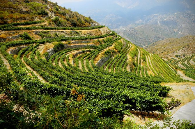 Troodos Mountains Grape Escape: All Inclusive Food & Wine Tour - Who will get the most from this seven-hour outing?