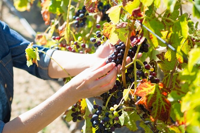 Troodos Mountains Grape Escape: All Inclusive Food & Wine Tour - Is $141.77 good value?