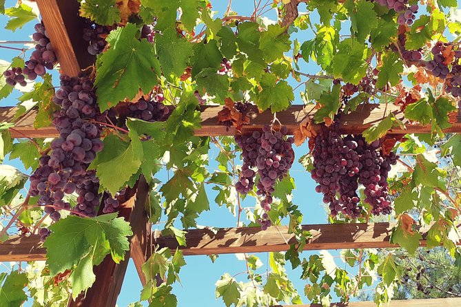 Troodos Mountains Vino Venture: All Inclusive Full Day Wine Tour - The road into the Troodos Mountains