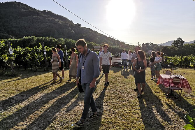 Tuscan Wine Tour in Lucca by van - Leaving Lucca for the Colline Lucchesi