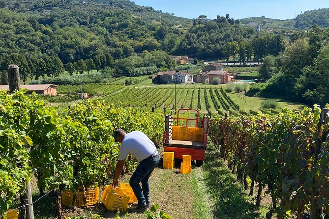 Tuscan Wine Tour in Lucca by van - The guides make the difference