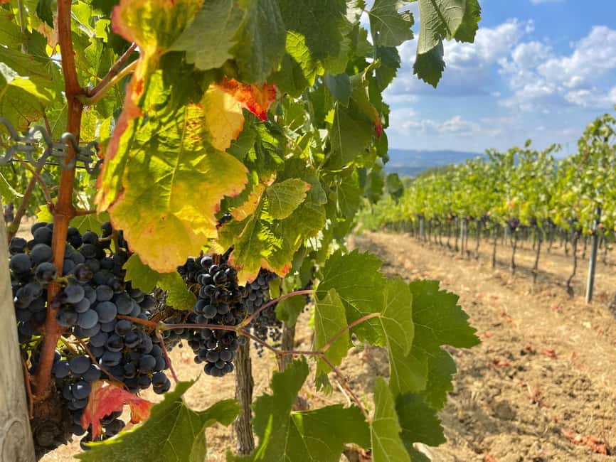 Tuscany Wine Tour : 2 Wineries & San Gimignano from Florence - Why this Florence wine tour works
