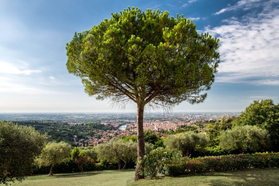 Verona: Wine Tasting with Snacks and Panoramic Views - The Terrace View Over Verona