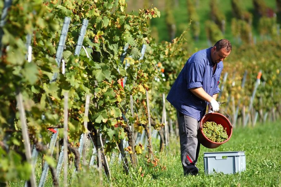Vineyard Sips: Family Winery Tour & Gourmet Tasting in Corfu - Walking through the vineyard and cellar