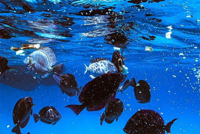 VIP Morning Delight Champagne Sailing and Snorkeling with Lunch - Leaving Hadicurari at 9:30 a.m.