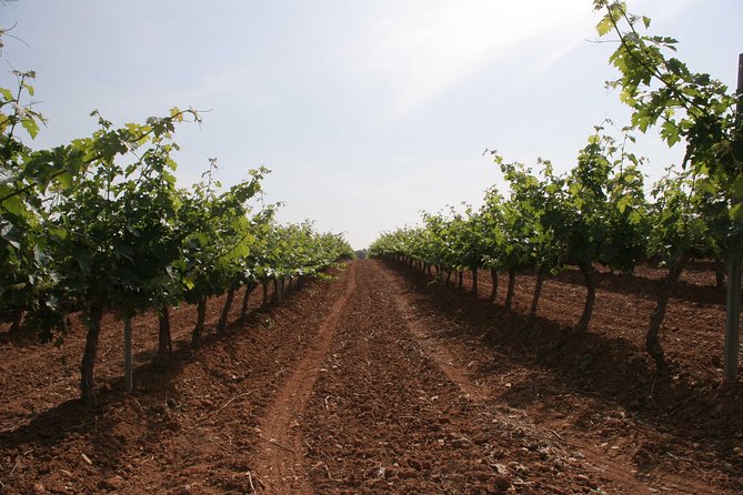 Visit and wine tasting with sausage and BODEGA PIRINEOS cheese - Who will enjoy this winery visit