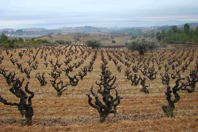 Viticulture and Wine-Tasting 3-Hour Trip from Barcelona - Walking the vineyards before tasting the wine