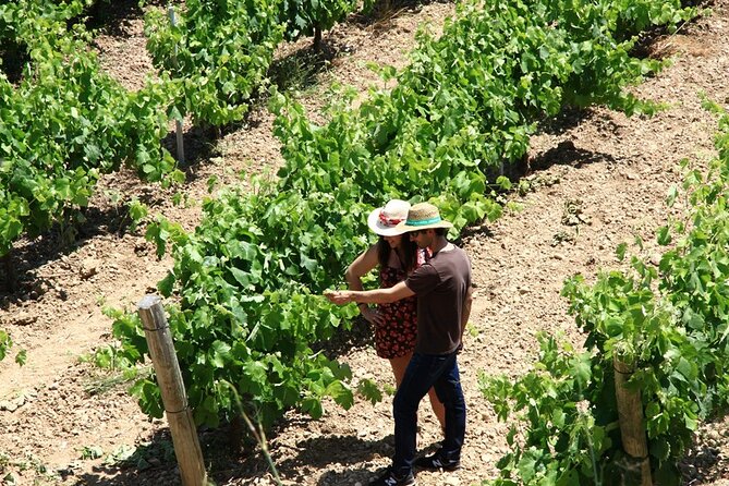 Viticulture and Wine-Tasting 3-Hour Trip from Barcelona - A practical plan for the morning