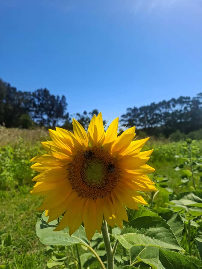 Waiheke Island: Sip and Savor 3 Vineyards Tour with Lunch - Why this Waiheke wine day works well