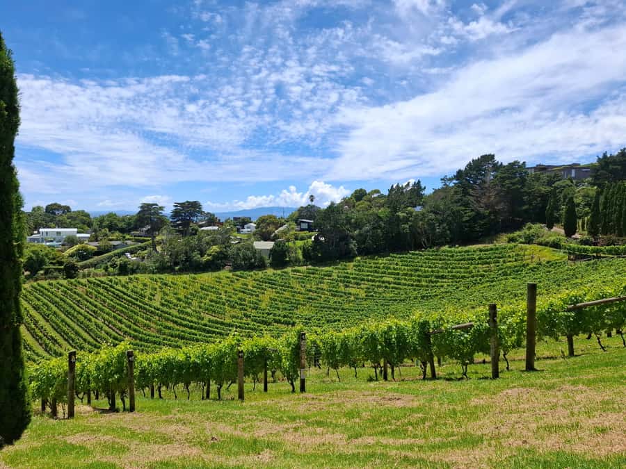 Waiheke Island: Sip and Savor 3 Vineyards Tour with Lunch - Transport, timing, and practical limits