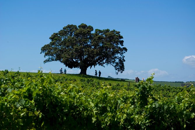 Waiheke island Wine Tours - PREMIUM wine tasting MAX 11 clients ! - Lunch in Oneroa and the 4 p.m. ferry