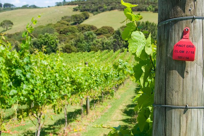Waiheke island Wine Tours - PREMIUM wine tasting MAX 11 clients ! - What the $155.14 price includes