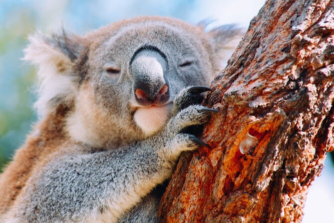 Wildlife, Waterfalls and Wine Day Tour from Sydney - Bald Hill and the Illawarra coast