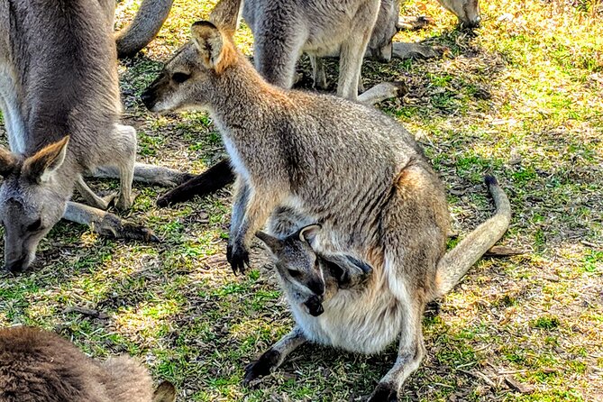 Wildlife, Waterfalls and Wine Day Tour from Sydney - Lunch beside the beach