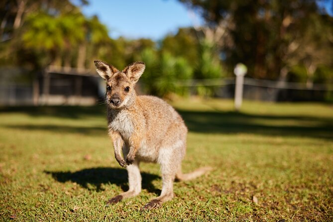 Wildlife, Waterfalls and Wine Day Tour from Sydney - Who should book this experience?