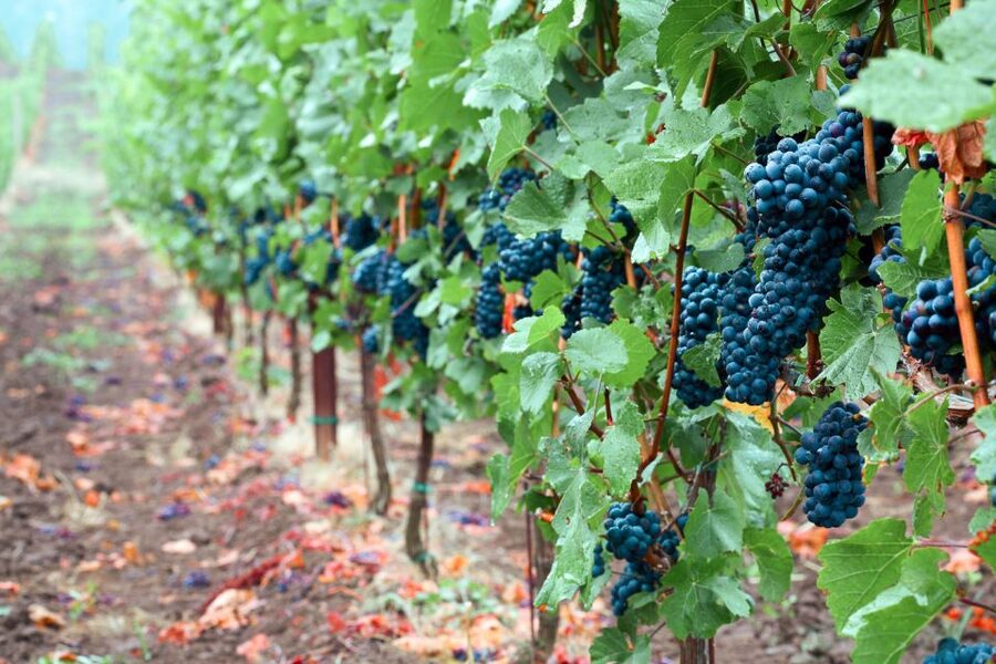 Willamette Valley Wine Tour - The guides make the difference