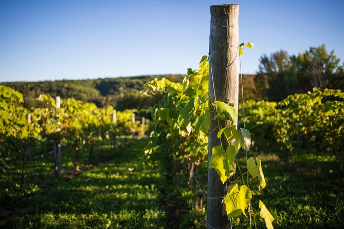 Wine and Lunch Escape - The three winery stops