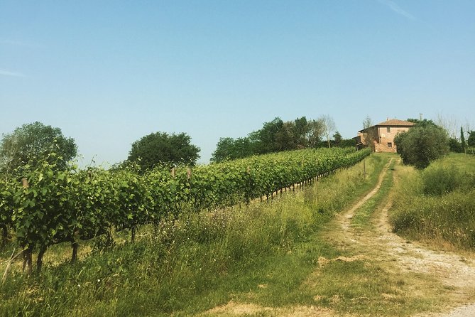 Wine and olive oil tastings with the locals - What the $252.31 price buys you