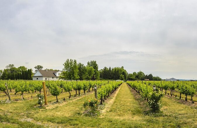 Wine & Cheese Half Day Tour - Niagara On The Lake Wine Tour - Key points to know before you book