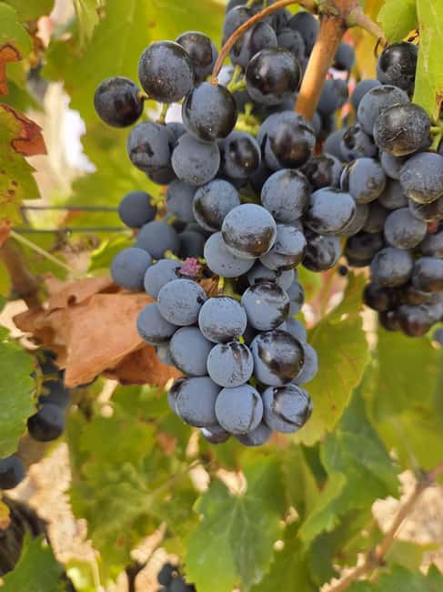 Wine Experience around Cagliari - The guides and the human touch
