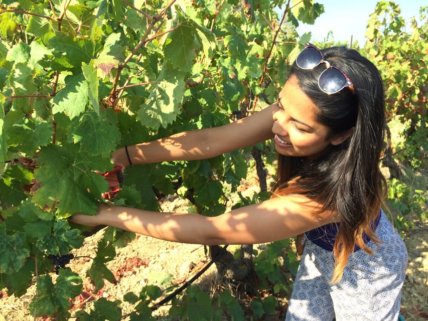 Wine Experience around Cagliari - Timing, comfort, and practical limits
