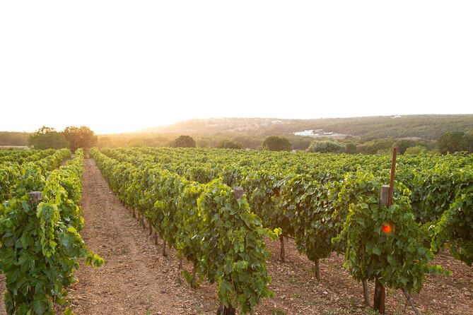 Wine Experience: vineyard, wines and food - Key points to know before booking