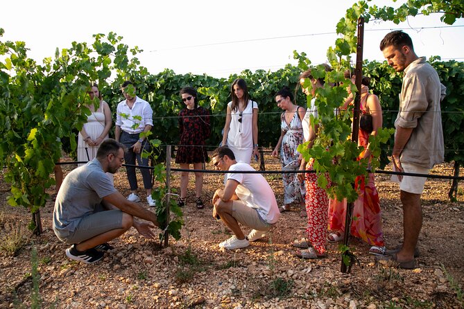 Wine Experience: vineyard, wines and food - Sunset, stone, and the social side