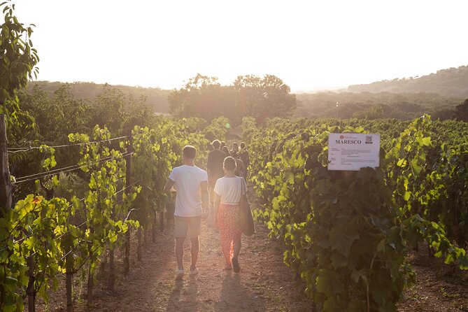 Wine Experience: vineyard, wines and food - Is $35.09 a fair price?
