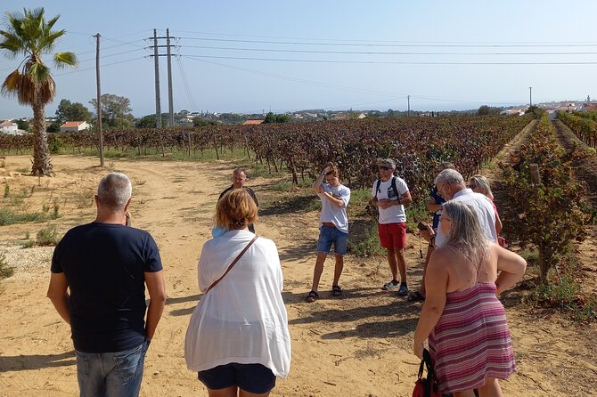 Wine Lovers: Winery Tour w/ Tasting & Tapas (Albufeira/Vilamoura) - What the three-hour Albufeira wine tour is really like