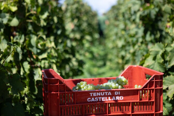 Wine tasting THE CLASSICS - Booking and cancellation advice