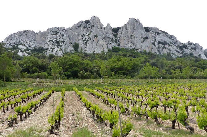 Wine Tasting Tour at Châteauneuf du Pape - The value of a $113.84 half-day