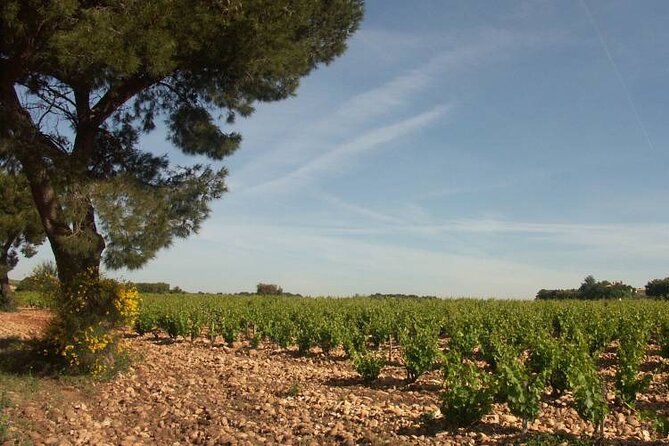 Wine Tasting Tour at Châteauneuf du Pape - What the wine tastings are like