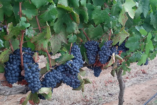 Wine Tour to Stellenbosch & Franschhoek with Tastings & Lunch - Who will enjoy this wine tour most?