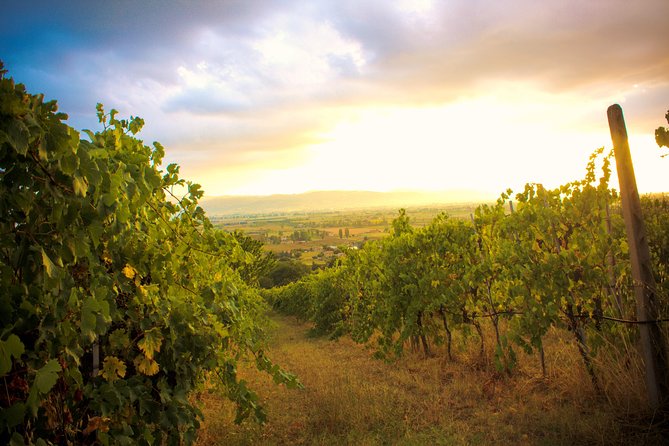 Winemaker for a Day: Tour an Organic Winery - Five organic wines with a proper Umbrian spread