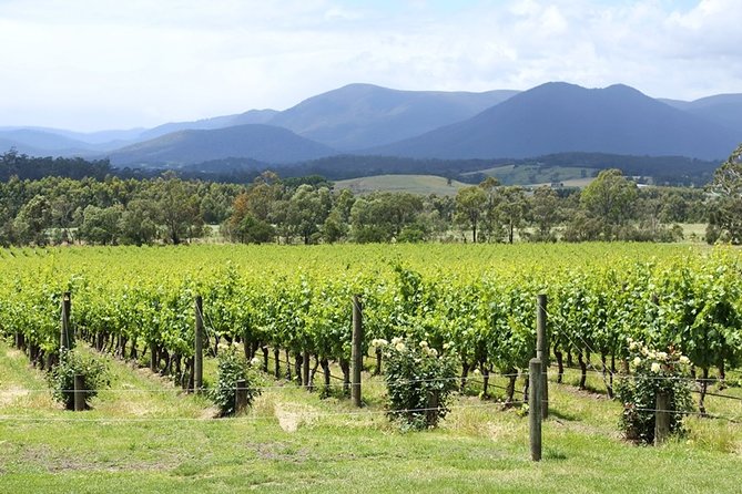 Yarra Valley Wine Day Tour - Payten & Jones brings a different wine personality